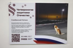 Выставка «Четвероногие защитники Отечества» о котиках и собаках на СВО