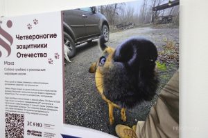 Выставка «Четвероногие защитники Отечества» о котиках и собаках на СВО