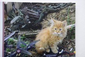 Выставка «Четвероногие защитники Отечества» о котиках и собаках на СВО