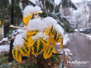 Александр Воложанин