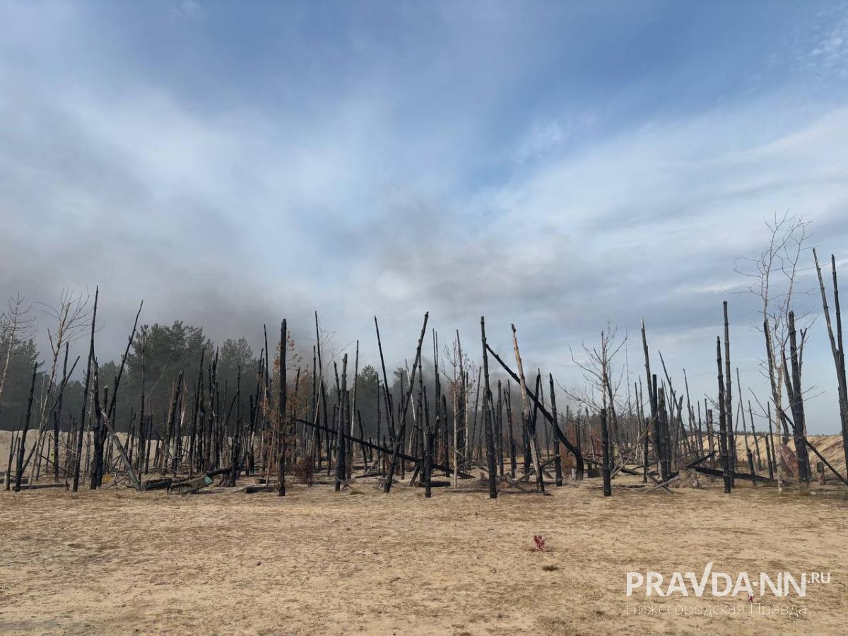Этот "лес" неоднократно штурмовался бойцами