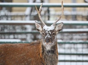 В зоопарке «Лимпопо» показали, как животные встретили первый снег