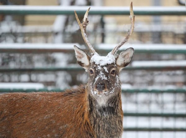 В зоопарке «Лимпопо» показали, как животные встретили первый снег