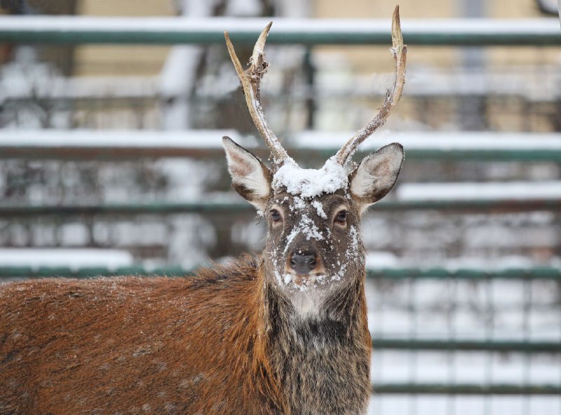 В зоопарке «Лимпопо» показали, как животные встретили первый снег