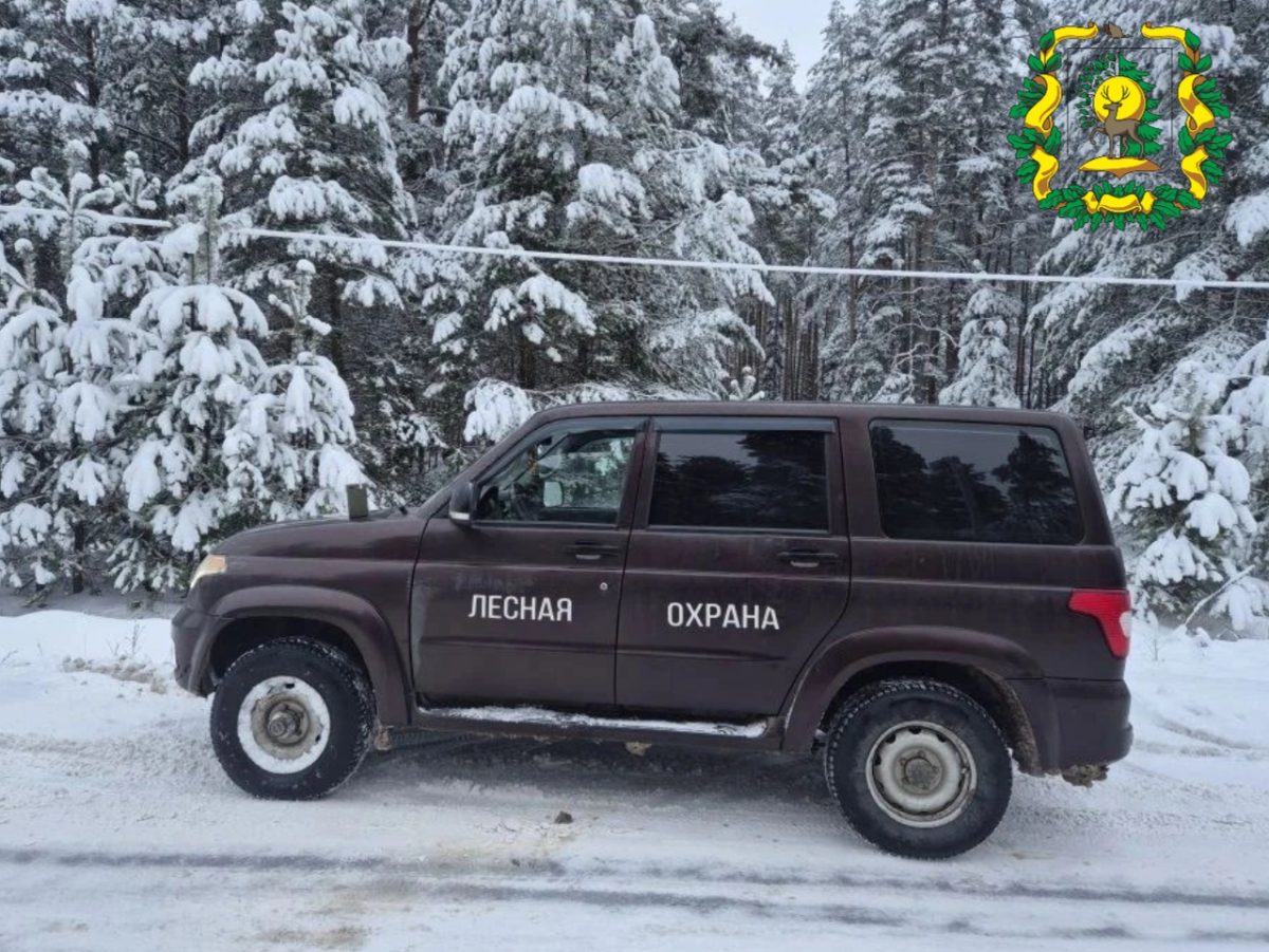 В Выксунском округе поймали похитителя новогодней елки