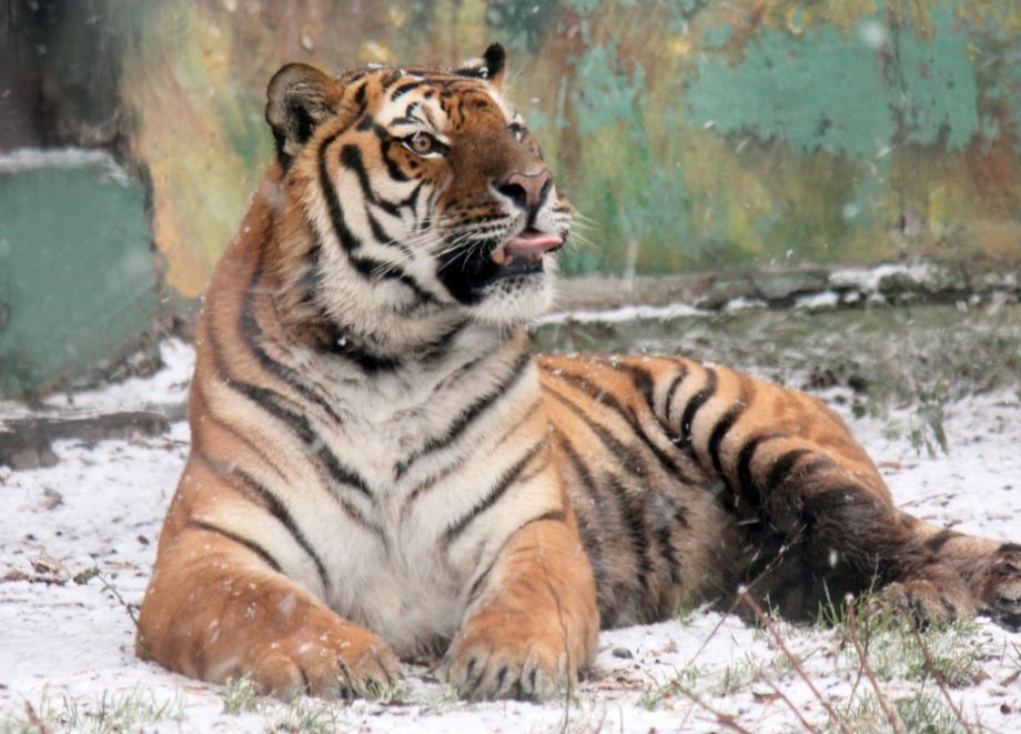 зоопарк "Лимпопо"