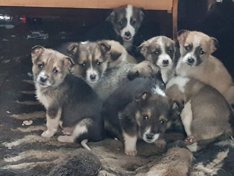 Волонтеры ищут хозяев 18-ти бездомным щенкам на&nbsp;Бору
