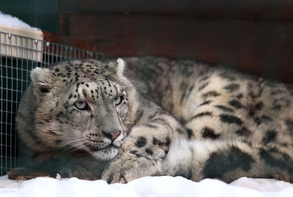 Снежный барс приехал в нижегородский зоопарк «Лимпопо» из Швейцарии