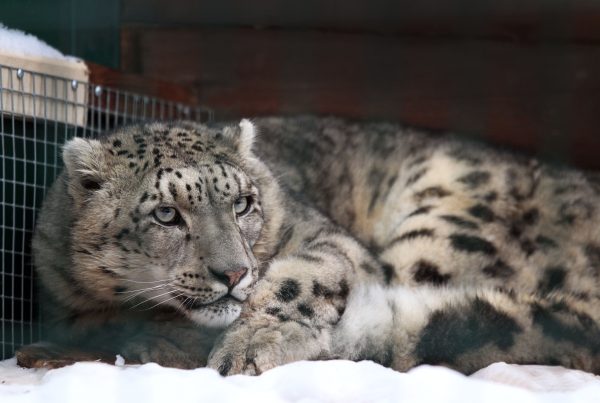 Снежный барс приехал в нижегородский зоопарк «Лимпопо» из Швейцарии