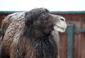 зоопарк "Лимпопо"