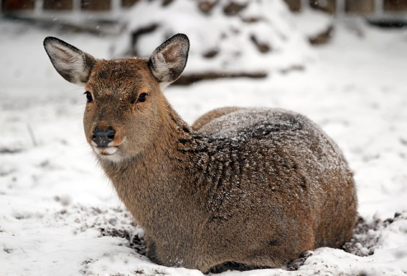 зоопарк "Лимпопо"