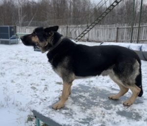 Бомон Росс Скиф