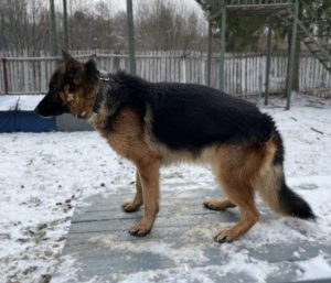 Эйдос Эрикс