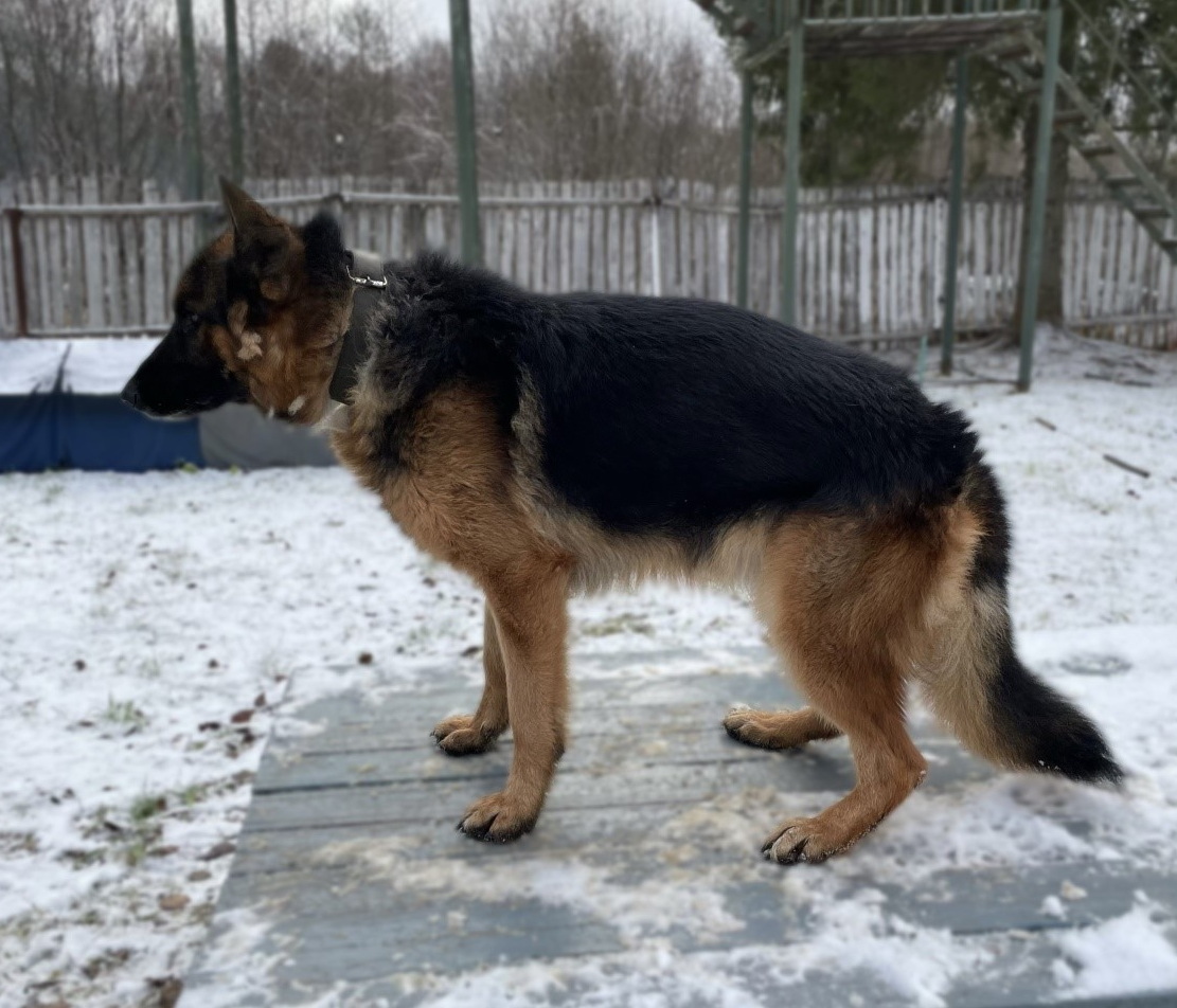 Эйдос Эрикс