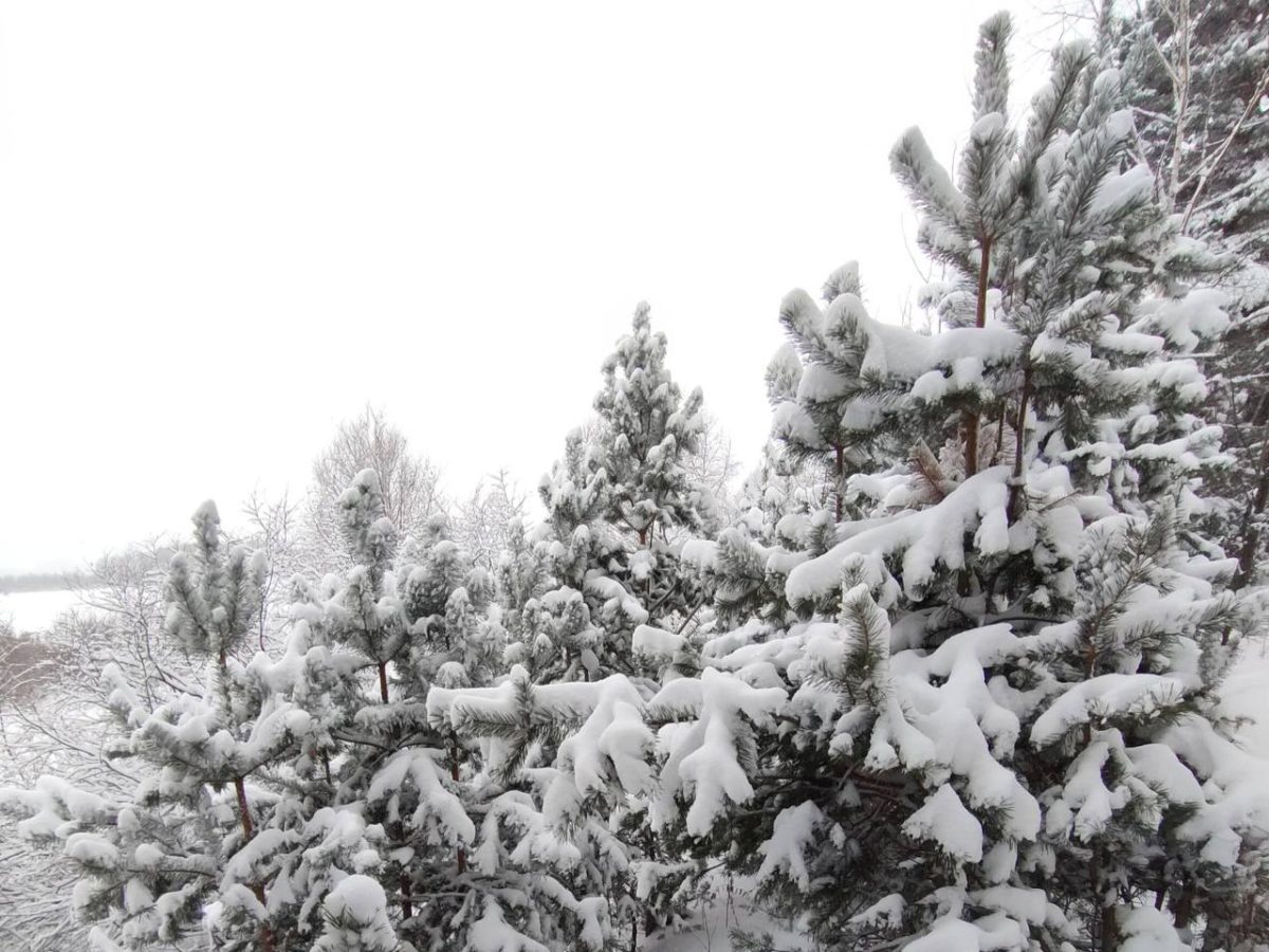 В нижегородских лесах усилили контроль для предотвращения вырубки елей