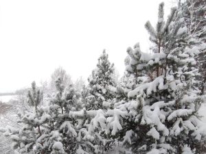 В нижегородских лесах усилили контроль для предотвращения вырубки елей