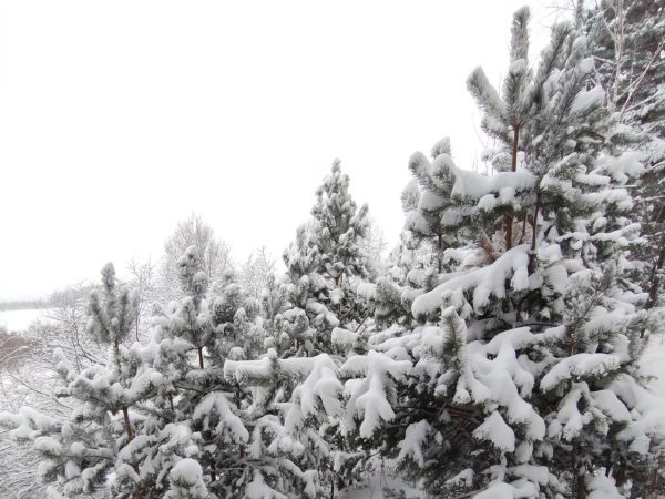 В нижегородских лесах усилили контроль для предотвращения вырубки елей