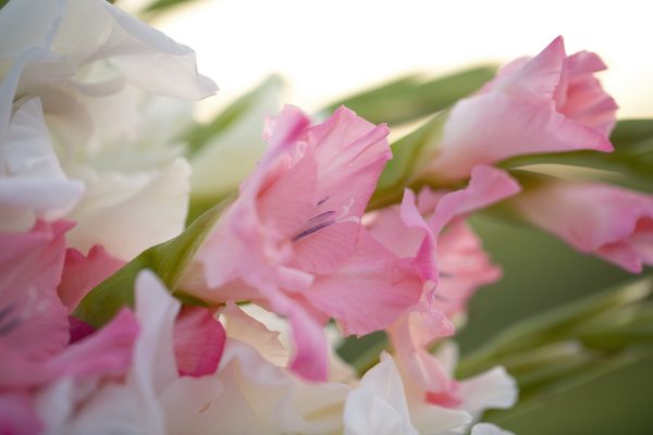 Идеальный дом для луковиц: как организовать комфортную зимовку гладиолусов