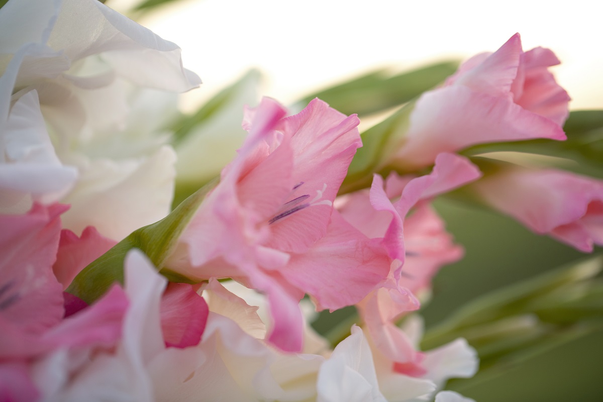 Эксперты поделились секретами подготовки гладиолусов к зимовке