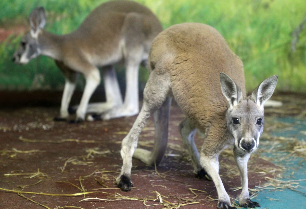 Фото: пресс-служба зоопарка "Лимпопо"
