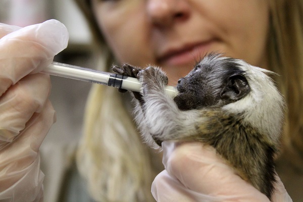 Крошечного детеныша эдипова тамарина спасли сотрудники «Лимпопо»