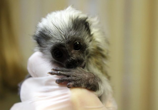 Крошечного детеныша эдипова тамарина спасли сотрудники «Лимпопо»