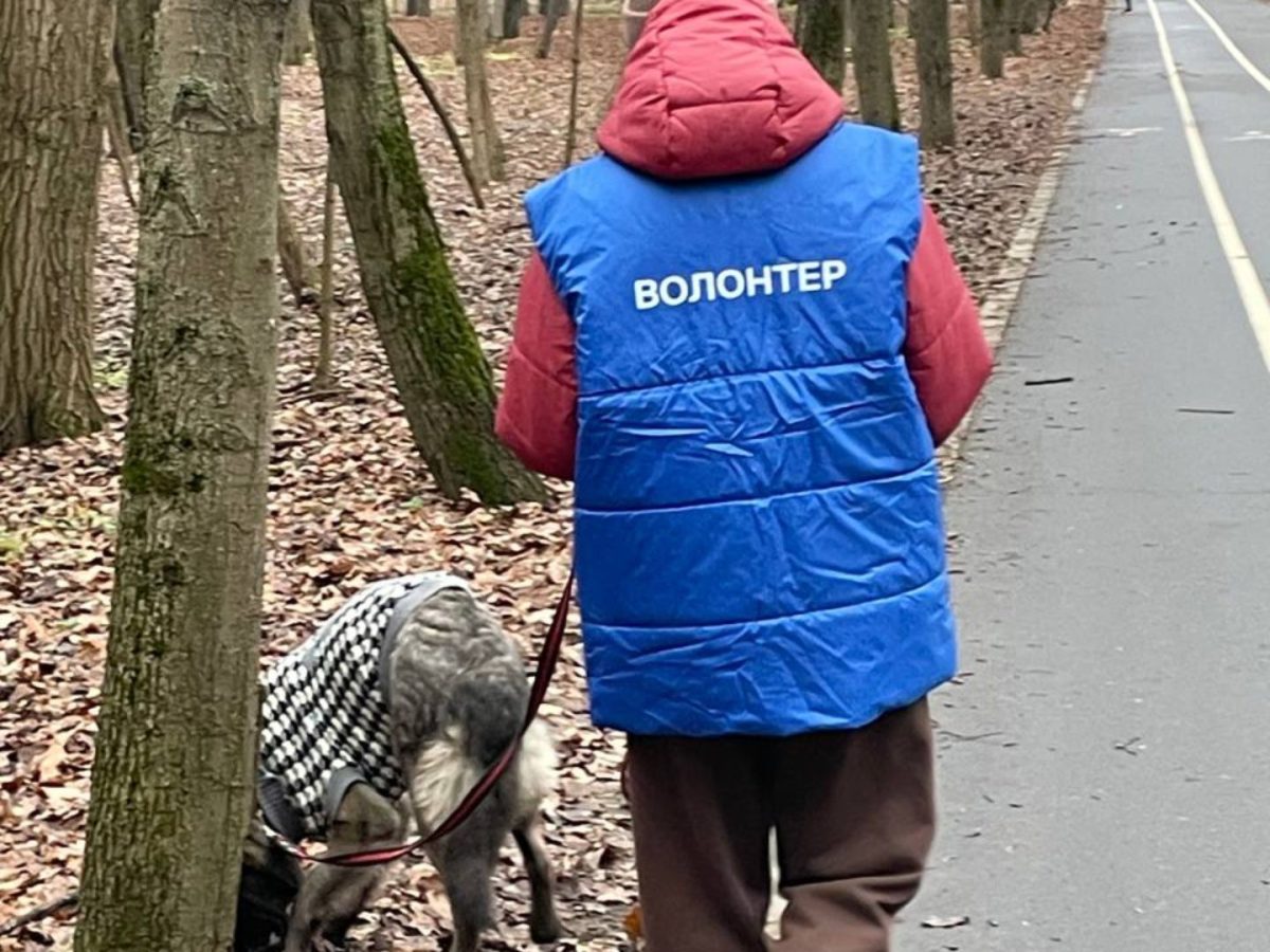 Волонтеры передали корма и лекарства приюту для животных