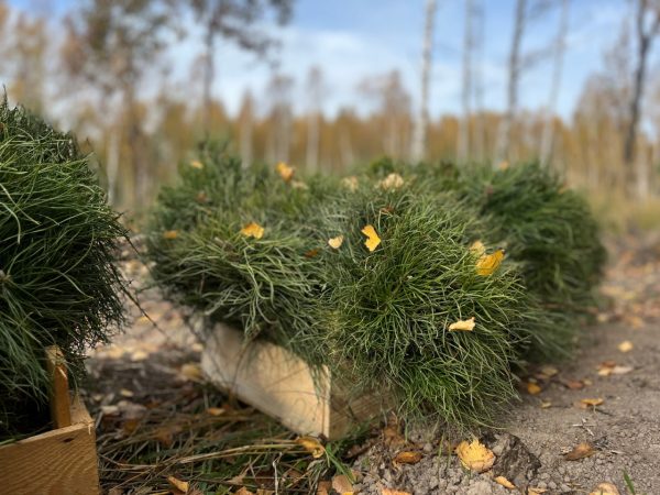 В Нижегородской области создали более 5 900 гектаров новых лесов