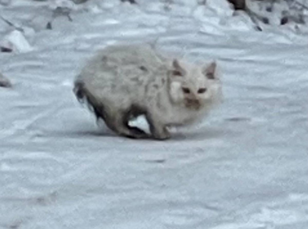 Котенка, который выживал в лесу, спасли нижегородские волонтеры