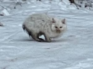 Котенка, который выживал в лесу, спасли нижегородские волонтеры