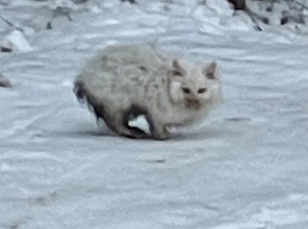 Котенка, который выживал в лесу, спасли нижегородские волонтеры