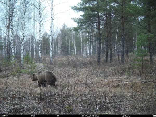 В Керженском заповеднике рассказали, почему медведи не спешат залегать в спячку