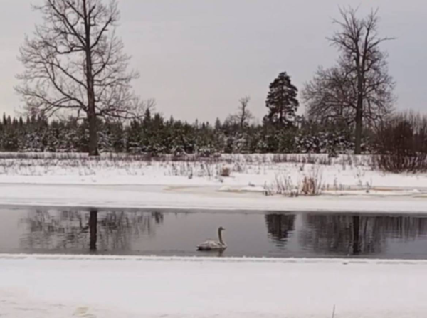 Молодого лебедя спасли на реке Большая Какша Шахунского округа