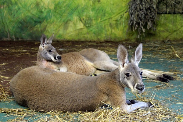 Самые большие в мире кенгуру приехали в зоопарк «Лимпопо»
