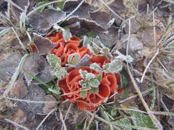 В Керженском заповеднике поделились фото зимних грибов