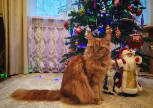 Кинолог Юсеева рассказала, как уберечь домашнего питомца от новогодних травм