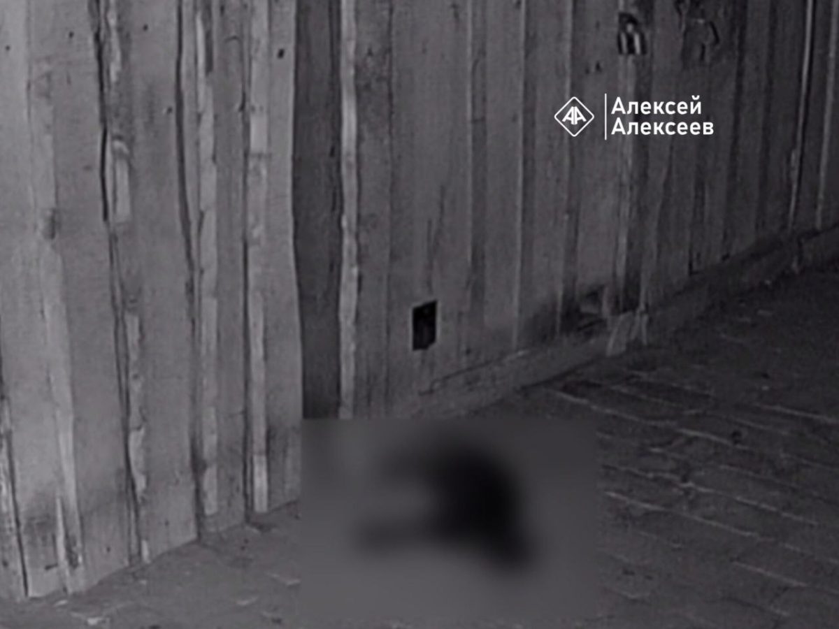 Неизвестные отравили бездомных котиков в Дзержинске