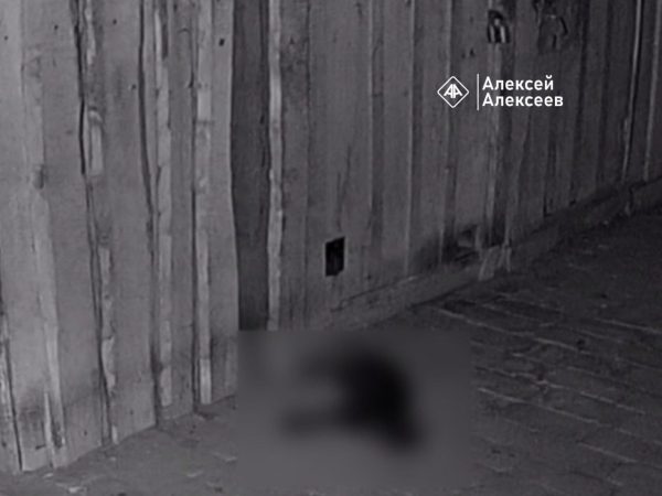 Неизвестные отравили бездомных котиков в Дзержинске