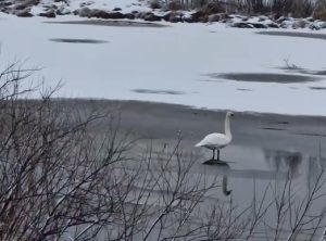 Одинокого лебедя заметили на реке рыбаки в Володарске