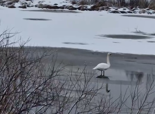 Одинокого лебедя заметили на реке рыбаки в Володарске