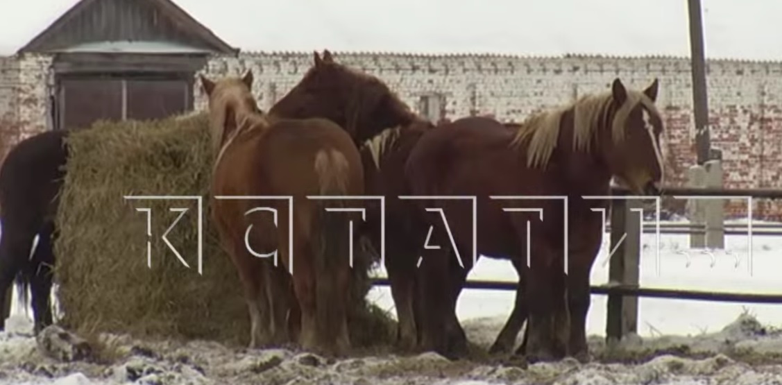 Починковских лошадей-тяжеловозов пытались пустить на колбасу