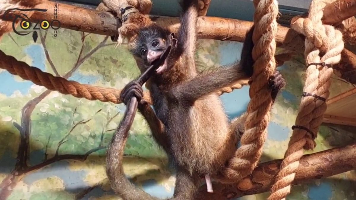 Паукообразным обезьянам из нижегородского зоопарка «Лимпопо» дали имена
