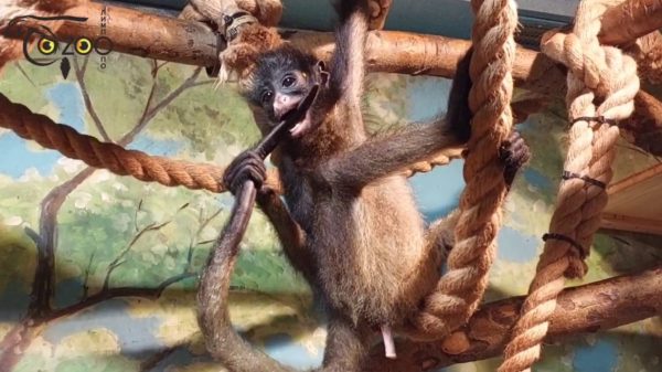 Паукообразным обезьянам из нижегородского зоопарка «Лимпопо» дали имена