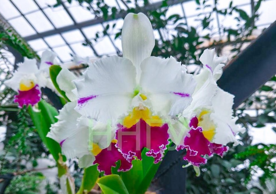 Экзотические растения расцвели в декабре в Ботаническом саду ННГУ