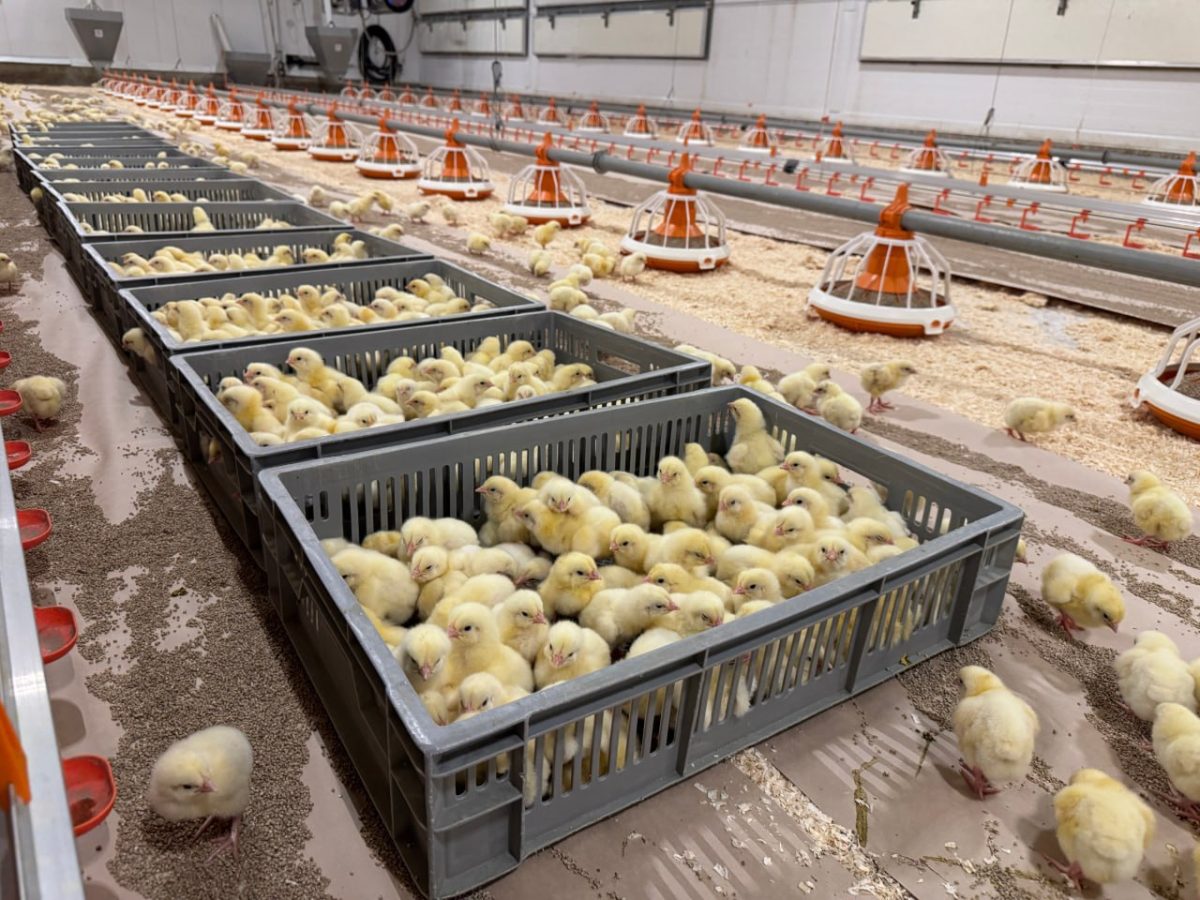 18 новых птичников запустили в Вачском районе