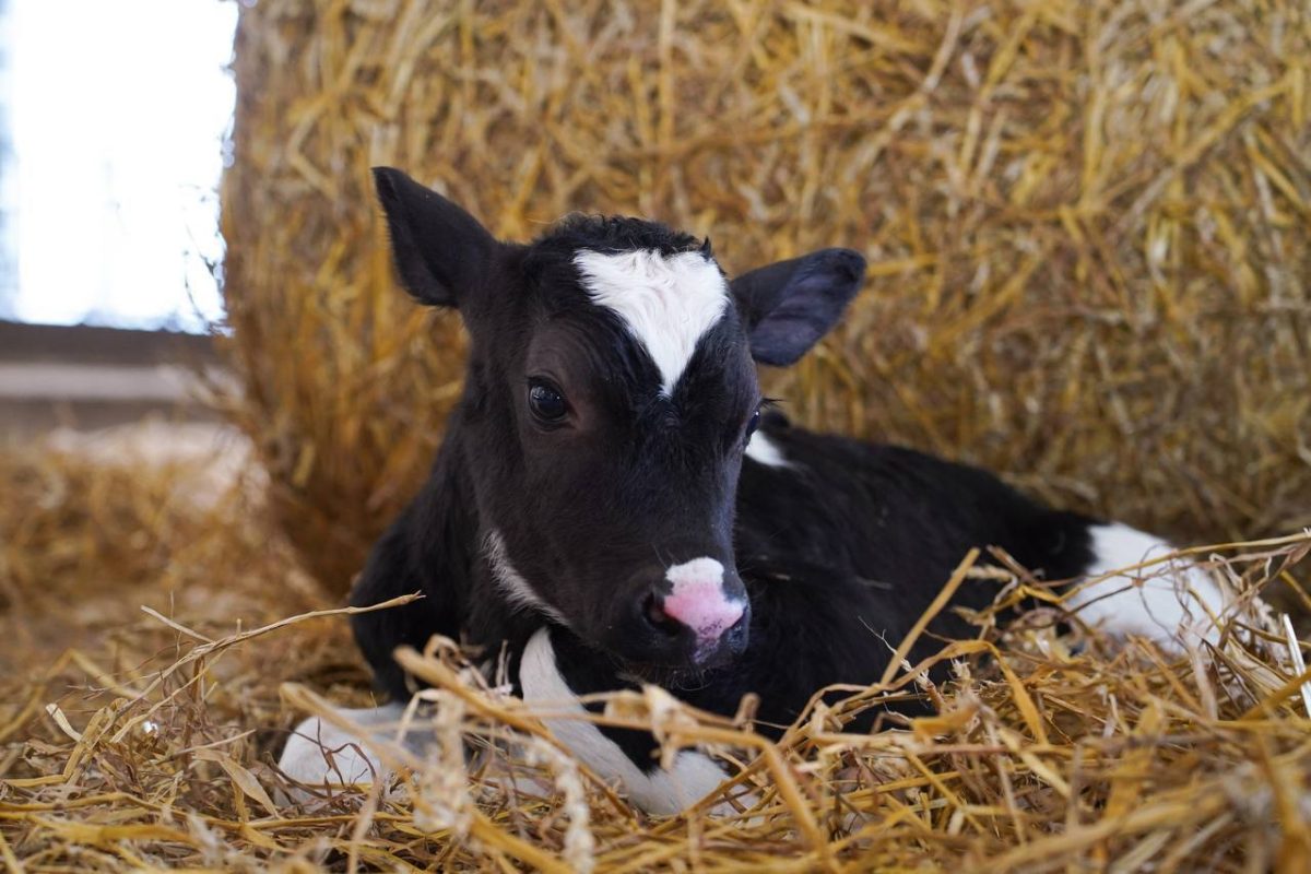 Новую породу телят вывели на нижегородском предприятии
