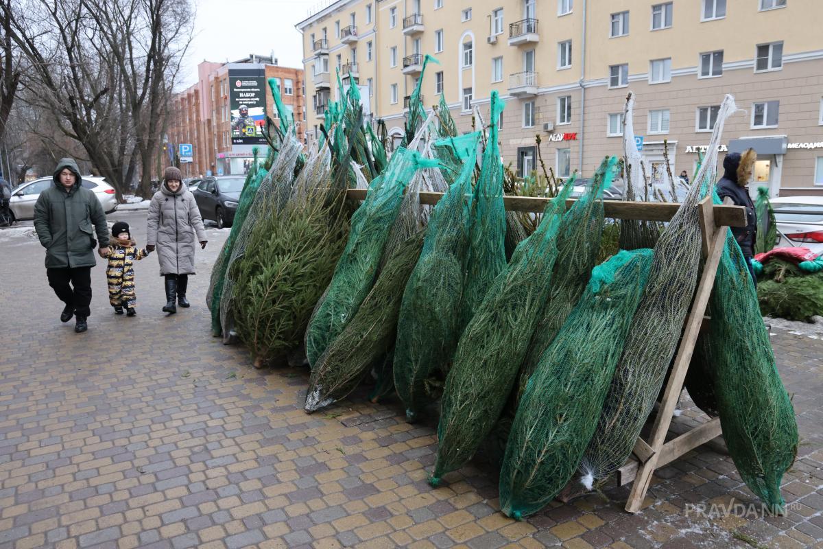 Стали известны цены на ёлочных базарах Нижнего Новгорода