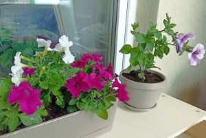 Топ‑5 цветов для начинающих, которые легко вырастит даже ленивый