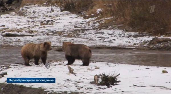 Нижегородцам показали, чем занимаются в обычной жизни дикие животные