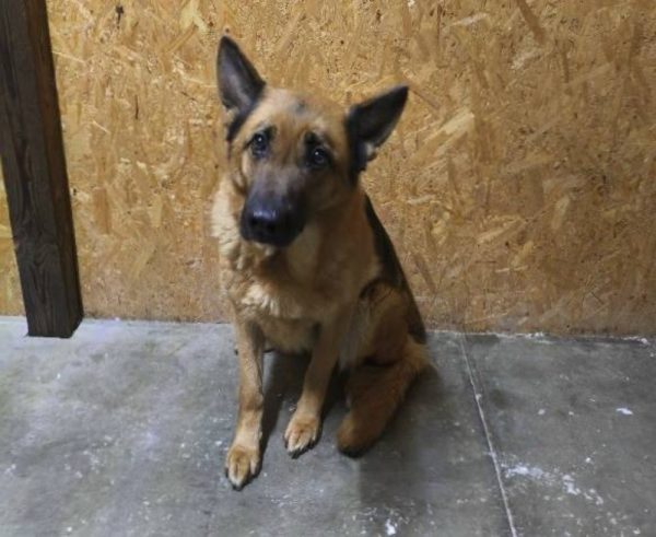 Две служебных собаки ищут любящих и заботливых хозяев